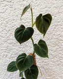 9” Philodendron Lupinum - Indonesia Plant