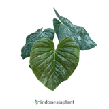 Philodendron Majestic - Indonesia Plant