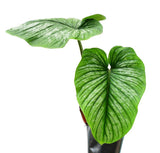 9” Philodendron Mamei - Indonesia Plant