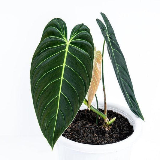 9” Philodendron Melanochrysum - Indonesia Plant