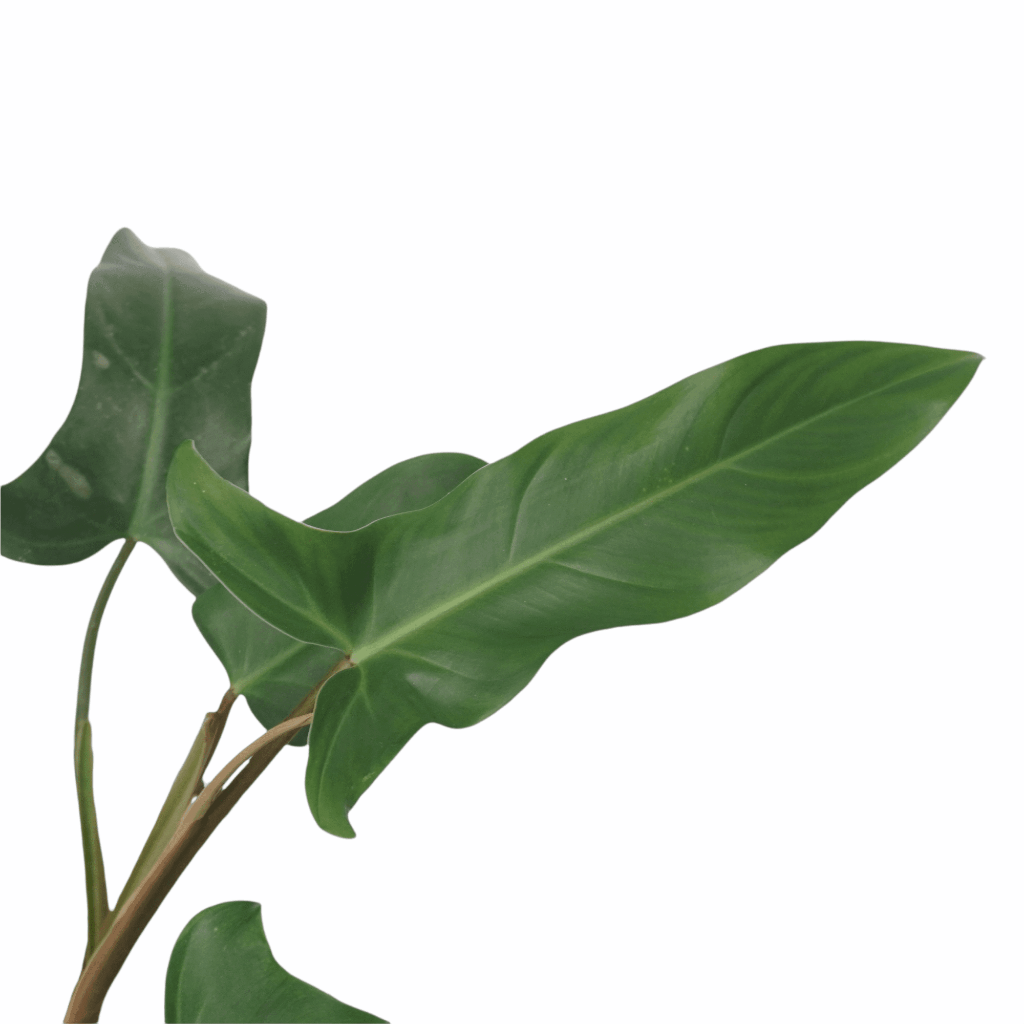 9” Philodendron Mexcicanum - Indonesia Plant