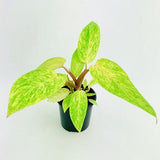 10” Philodendron Painted Lady - Indonesia Plant