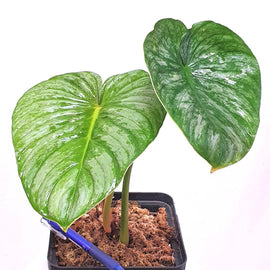 8” Philodendron Pastazanum - Indonesia Plant