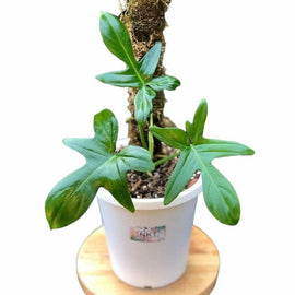 11” Philodendron Pedatum - Indonesia Plant