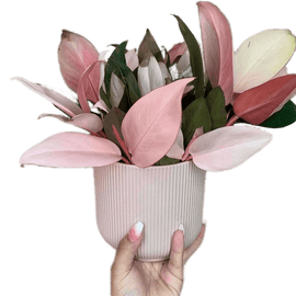 Philodendron pink congo - indonesiaplantusa