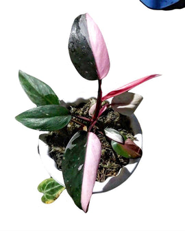 Philodendron Pink Princess - Indonesia Plant