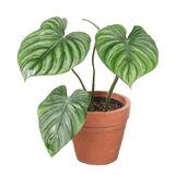 Philodendron plowmani roundform - indonesiaplantusa