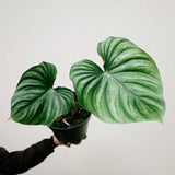 Philodendron plowmani roundform - Indonesia Plant