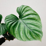 Philodendron plowmani roundform - Indonesia Plant