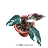 Philodendron Red Anderson - Indonesia Plant