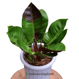 Philodendron Redmoon - Indonesia Plant