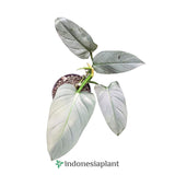 Philodendron Silver Sword - Indonesia Plant