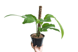 Philodendron Skeleton Key - indonesiaplantusa