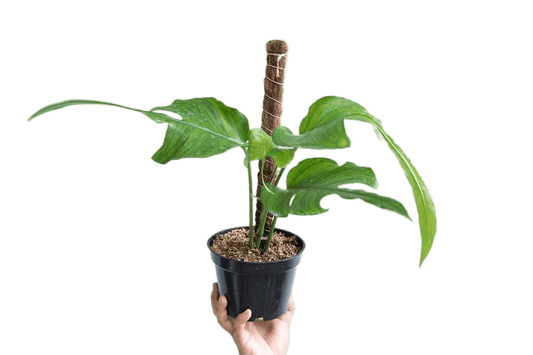 Philodendron Skeleton Key - indonesiaplantusa