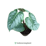 9” Philodendron Sodiroi - Indonesia Plant