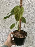 10” Philodendron Splendid (verucosum x melanocrysum) - Indonesia Plant