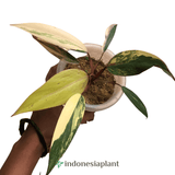 Philodendron Stawberry Shake - Indonesia Plant