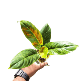 philodendron subhastatum variegated - indonesiaplantusa