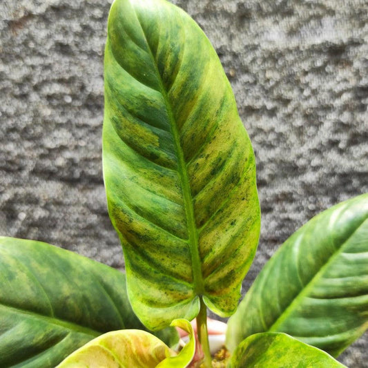 philodendron subhastatum variegated - Indonesia Plant