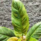 philodendron subhastatum variegated - Indonesia Plant