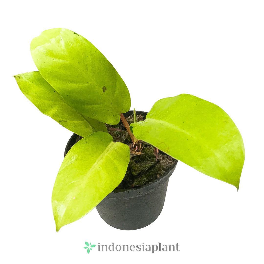 Philodendron Thai Sunrise - Indonesia Plant