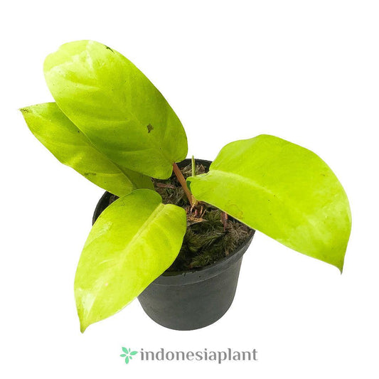 Philodendron Thai Sunrise - Indonesia Plant