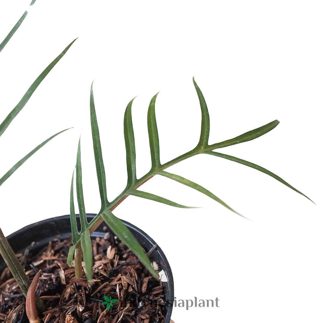 Philodendron Tortum - Indonesia Plant
