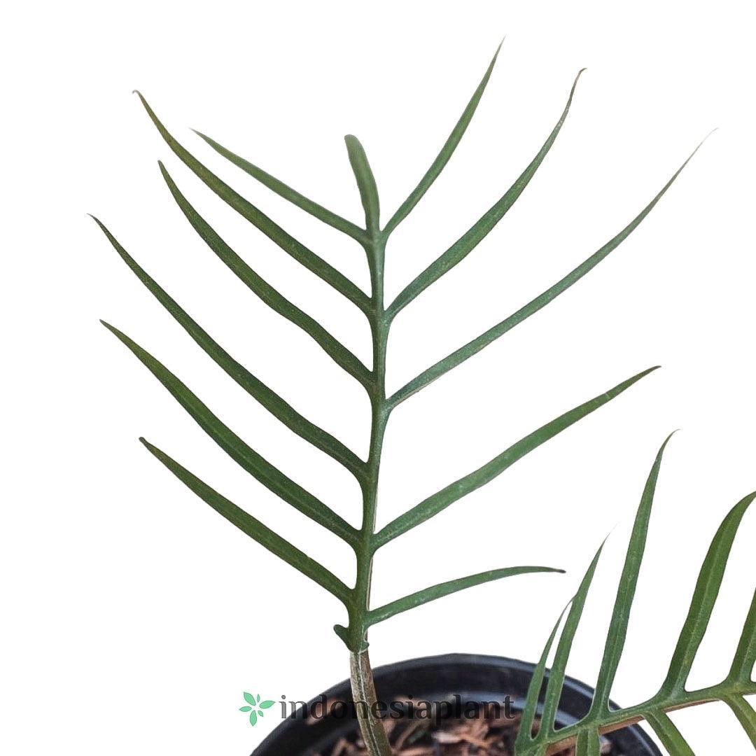 Philodendron Tortum - Indonesia Plant