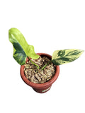 Philodendron violin variegated - Indonesia Plant