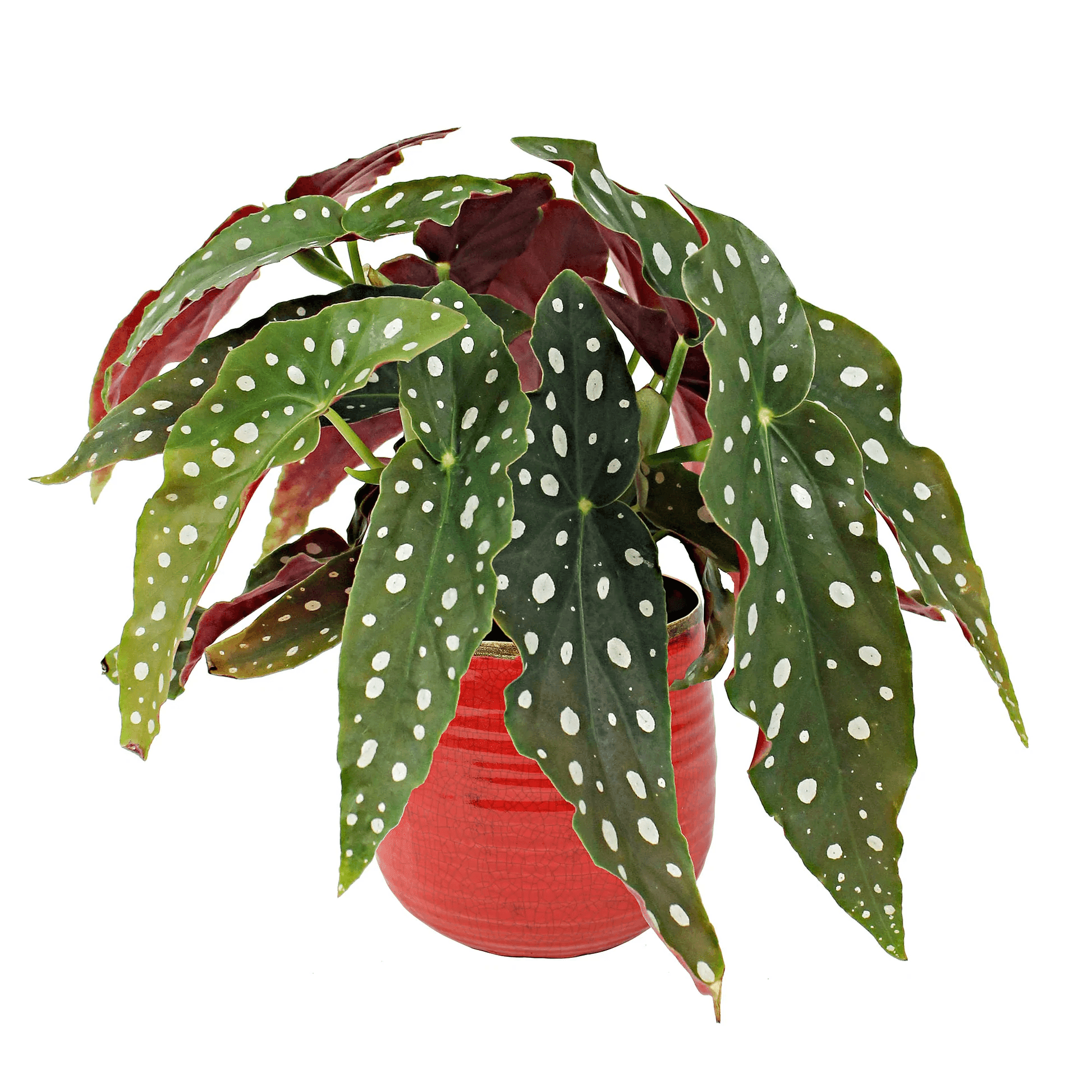 Polka Dot Begonia maculata - Indonesia Plant