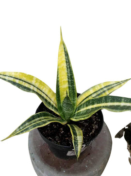 sansevieria - Indonesia Plant