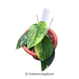 Scindapsus Jade Satin - Indonesia Plant