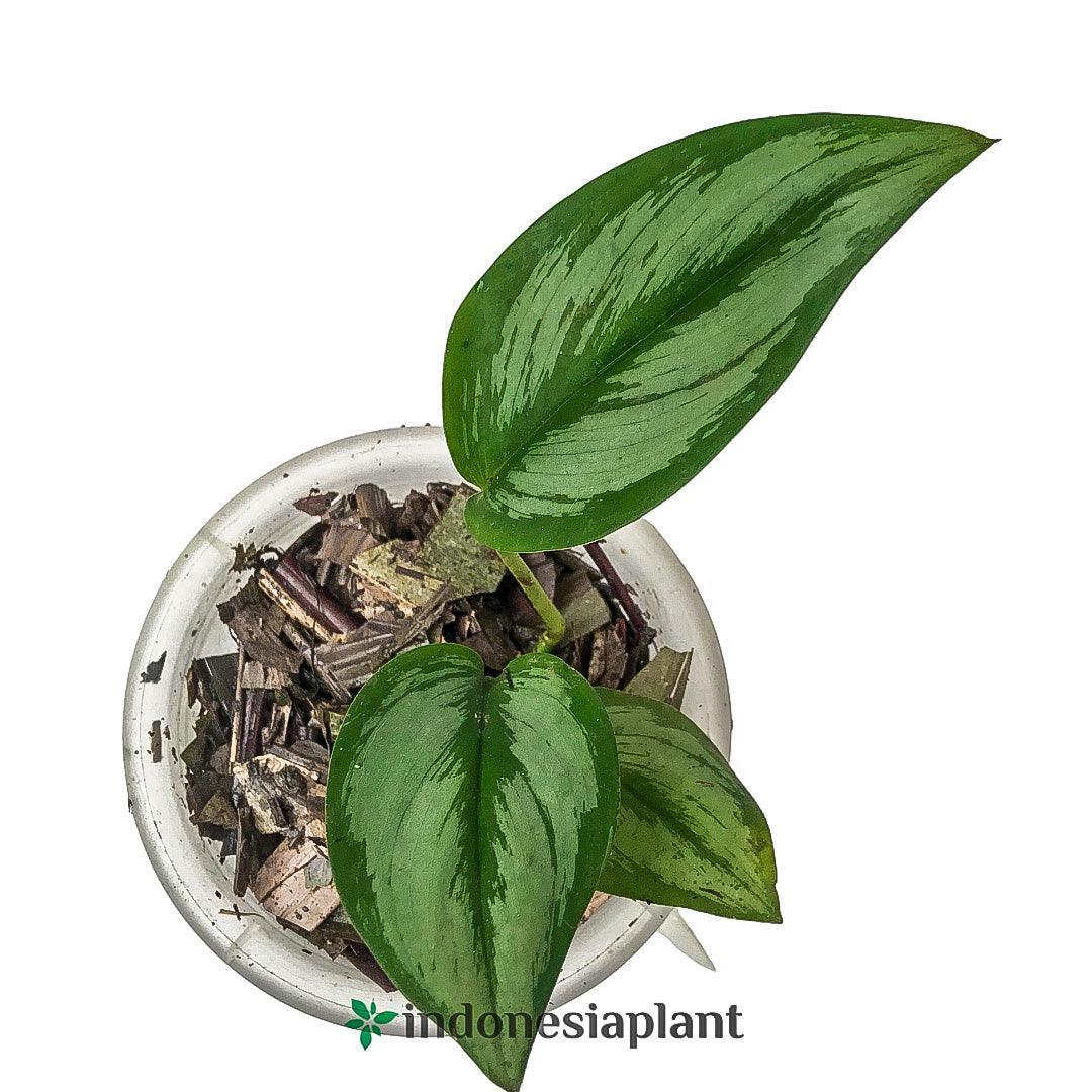 Scindapsus Officinalis - Indonesia Plant
