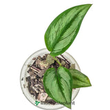 Scindapsus Officinalis - Indonesia Plant