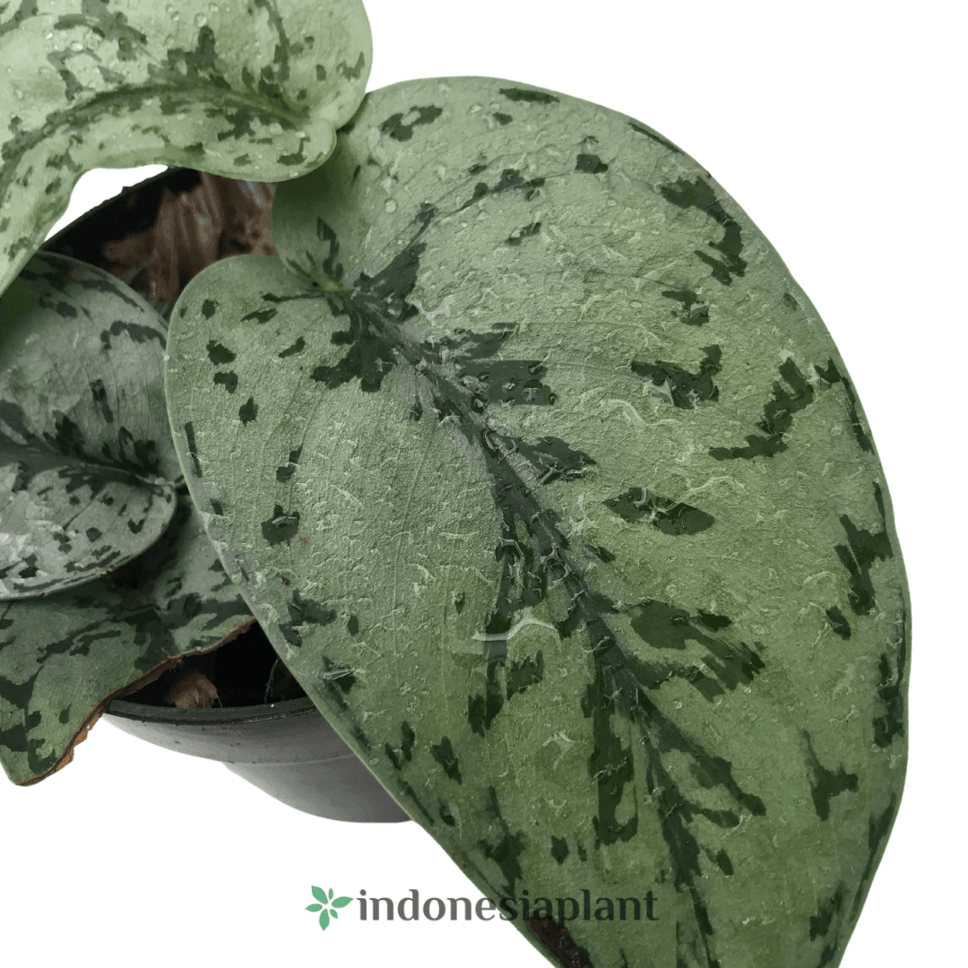 Scindapsus Silver Lady - Indonesia Plant