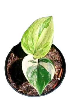 Scindapsus treubiimoonlight variegated - Indonesia Plant