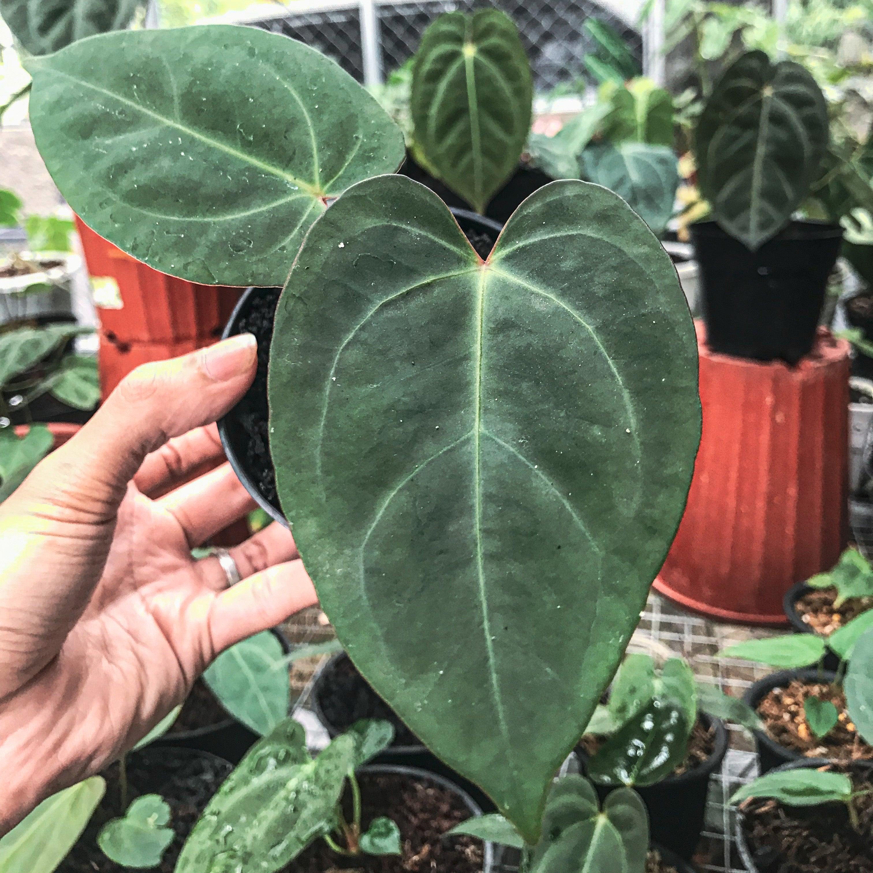 Seed Anthurium B’Son - Indonesia Plant