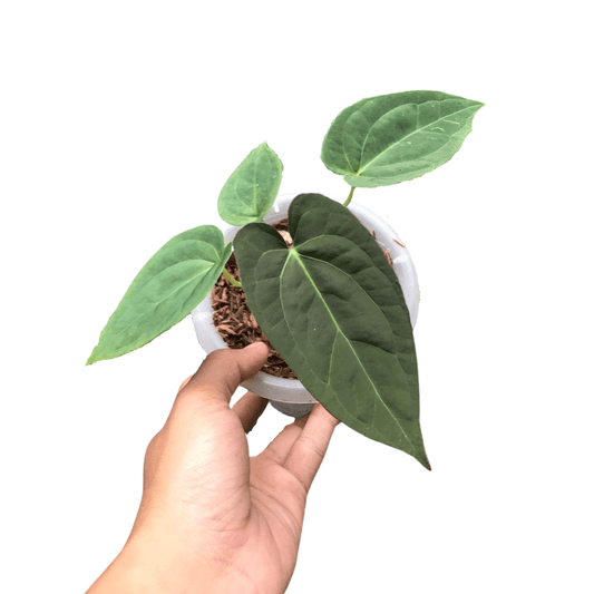 Seeds Anthurium ace of spades - indonesiaplantusa