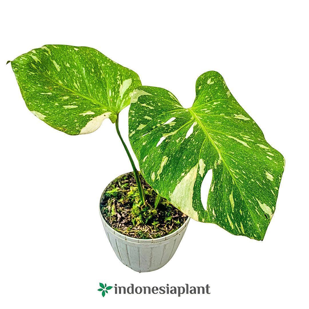 Special Bundling Mix - Indonesia Plant