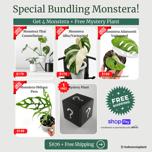 Special Bundling Monstera - Indonesia Plant