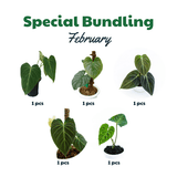 Special Bundling Philodendron - Indonesia Plant