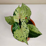 Syngonium Green Splash - Indonesia Plant