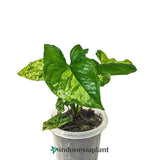 Syngonium Mojito - Indonesia Plant