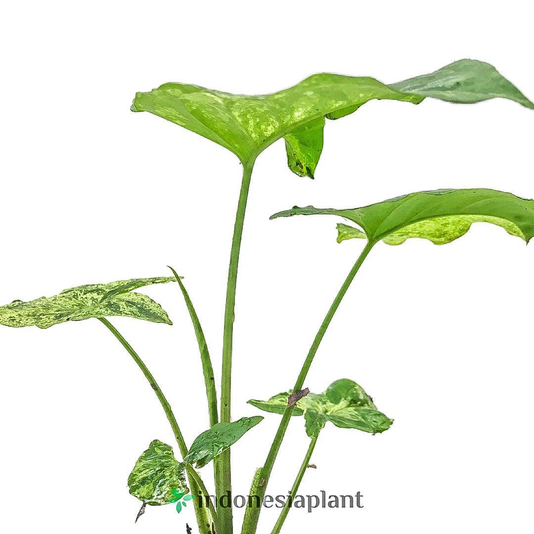 Syngonium Mojito - Indonesia Plant