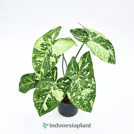Syngonium panda galaxy - Indonesia Plant