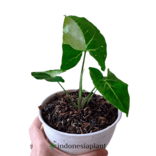 Syngonium panda local indo - Indonesia Plant