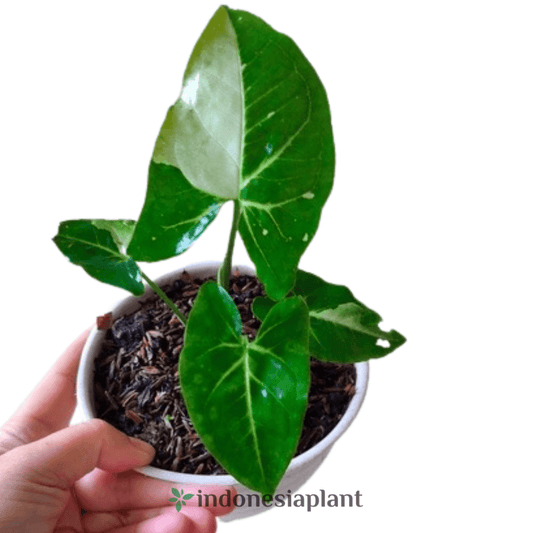 Syngonium panda local indo - Indonesia Plant