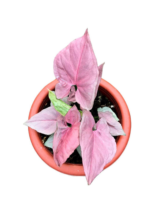 Syngonium pink perfection - Indonesia Plant
