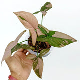 9” Syngonium Pink Splash - Indonesia Plant