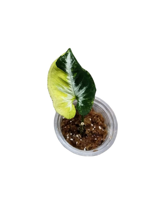 Syngonium scrambleegg / seeds - Indonesia Plant